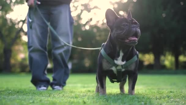 十代の少女が芝生4Kの映像で公園で彼女の犬と遊んでいる — ストック動画