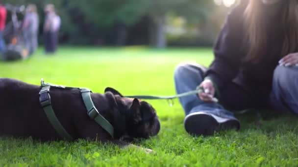 Uma Adolescente Brinca Com Seu Cachorro Parque Grama Imagens — Vídeo de Stock