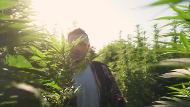 Sonriente Propietario Granja Marihuana Bienvenida — Vídeo de stock