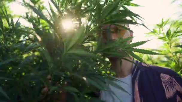 Leende Marijuana Gård Ägare Välkomnar Dig — Stockvideo