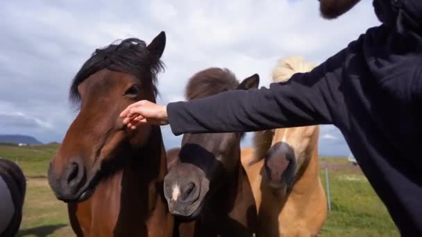 女の子は日没にアイスランドの農場で馬を食べる — ストック動画