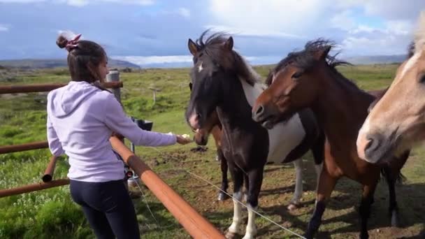 Dziewczyna Karmi Konie Farmie Islandii Zachodzie Słońca — Wideo stockowe