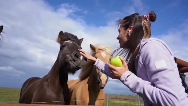 Девушка Кормит Лошадей Ферме Исландии Закате — стоковое видео