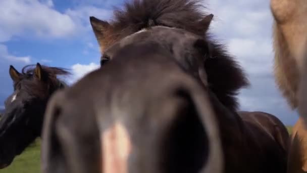 日没時にアイスランドのカメラを見る馬 — ストック動画