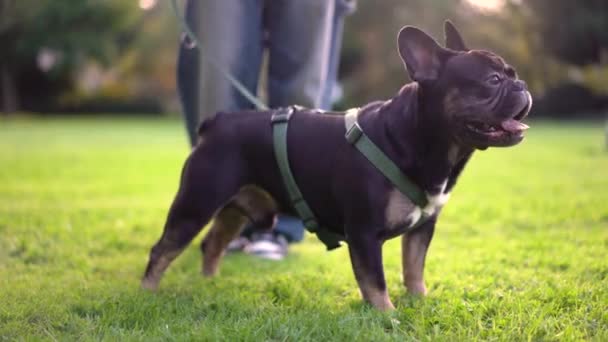 Дівчина Підліток Грає Своєю Собакою Парку Траві Кадрів — стокове відео