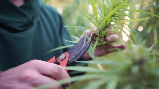 Wissenschaftler Klären Cannabis Plantagenbesitzer Auf — Stockvideo