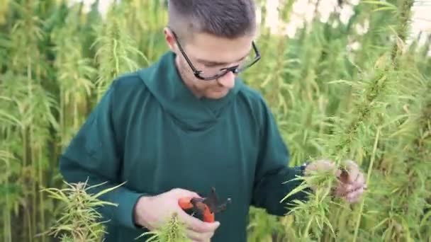 Forskare Utbildar Cannabisplantageägare — Stockvideo