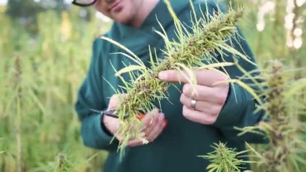 Científico Está Educando Propietarios Plantaciones Cannabis — Vídeos de Stock