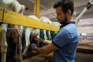 Çiftlikte keçi sağan bir adam, eko-turizm.