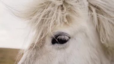 Beyaz At 'ın gözü İzlanda' da yavaş çekim sinemasında.