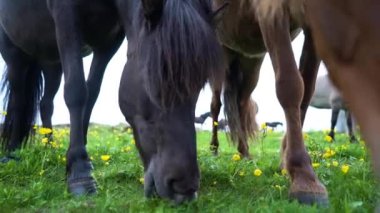 Tarladaki güzel atlar. İzlanda 'da yüksek kaliteli 4K görüntü