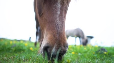 Tarladaki güzel atlar. İzlanda 'da yüksek kaliteli 4K görüntü
