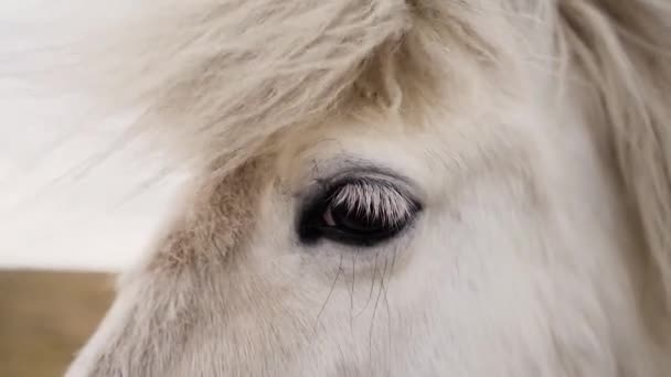 Beyaz Gözü Zlanda Yavaş Çekim Sinemasında — Stok video