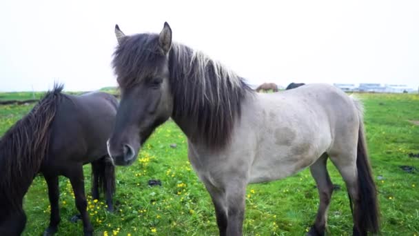 Belos Cavalos Campo Imagens Alta Qualidade Islândia — Vídeo de Stock