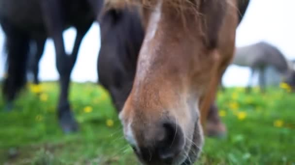 野原で美しい馬たち アイスランドの高品質4K映像 — ストック動画