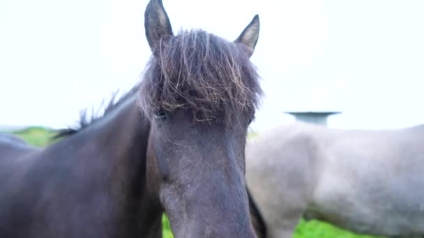 野原で美しい馬たち アイスランドの高品質4K映像 — ストック動画
