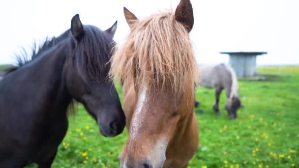 Nádherní Koně Poli Vysoce Kvalitní Záznam Islandu — Stock video