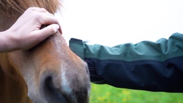 馬の飼い主が彼女の顔を茶色の馬に触れました アイスランドで彼女の馬への愛を表現 — ストック動画