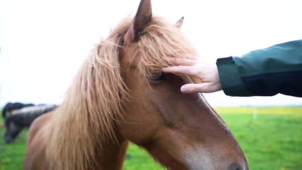 Sahibi Fokun Kahverengi Atına Yüzüne Dokunuyor Zlanda Atına Olan Aşkını — Stok video