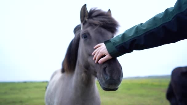 馬の飼い主が彼女の顔を茶色の馬に触れました アイスランドで彼女の馬への愛を表現 — ストック動画