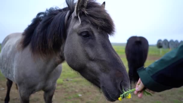 Tarladaki Güzel Atlar Zlanda Yüksek Kaliteli Görüntü — Stok video