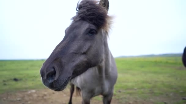 Όμορφα Άλογα Στο Χωράφι Υψηλής Ποιότητας Πλάνα Στην Ισλανδία — Αρχείο Βίντεο
