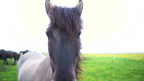 Όμορφα Άλογα Στο Χωράφι Υψηλής Ποιότητας Πλάνα Στην Ισλανδία — Αρχείο Βίντεο