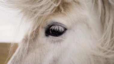 Beyaz At 'ın gözü İzlanda' da yavaş çekim sinemasında.