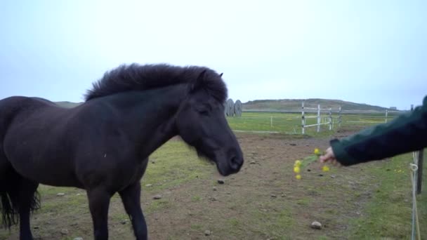 Vackra Hästar Fältet Högkvalitativ Film Island — Stockvideo