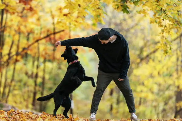 Güneş gözlüklü adam gün batımında sonbahar parkında köpeğine sarılır.