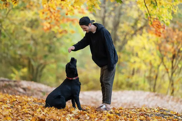 Güneş gözlüklü adam gün batımında sonbahar parkında köpeğine sarılır.