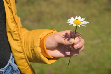 a girl in a yellow jacket holds one white chamomile flower in her hand: against the backdrop of a green field. close-up.