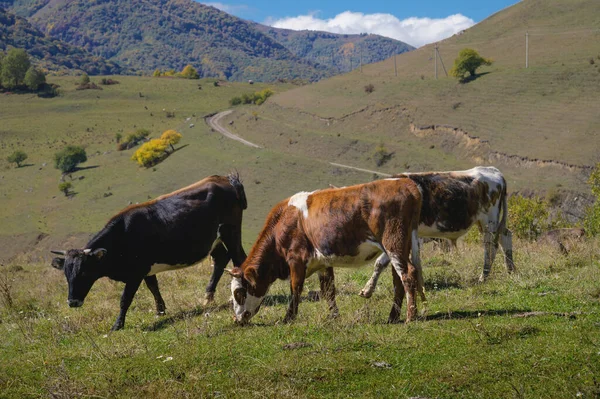 Close-up with three cows and a herd behind them, good sunny weather in a mountainous area.