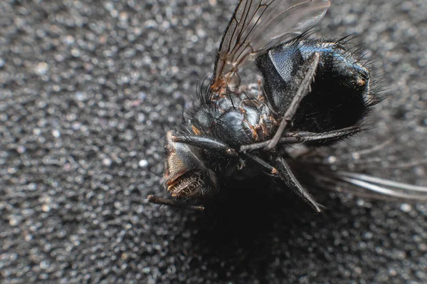 Dead fly lying upside down, macro shot. Insect on a dark background.