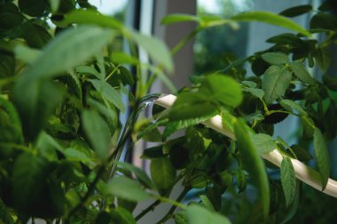 Alüminyum sulama kutusundan su. Beyaz bir sulama tenekesi. Suyun çiçeklere, ağaçların pencerenin kenarında durduğu bir kutu..