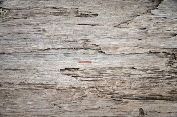 Närbild Textur Bark Eller Något Annat Träd Abstrakt Lugn Bakgrund — Stockfoto