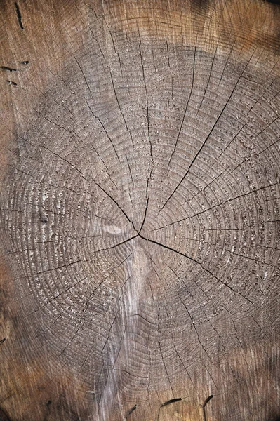 Detailed rings of a felled tree trunk or stump. Rough organic texture of growth rings, closeup.