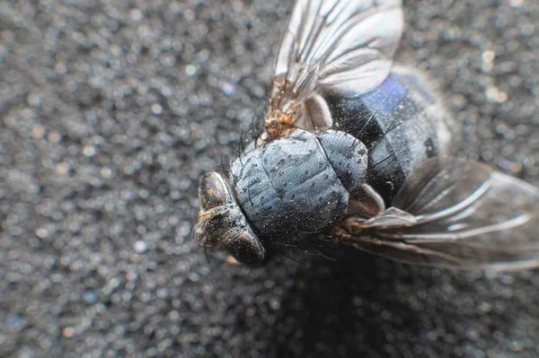 Extremely Close Dead Fly Covered Dust Particles Shallow Depth Field — Foto Stock