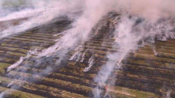 Uma Vista Épica Incêndio Campo Fumadores Grandes Nuvens Fumaça Fogo — Vídeo de Stock