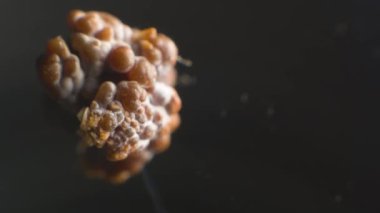 Close-up of a kidney stone. Neoplasm urolithiasis of the kidneys. nephrolithiasis - Closeup shot of a kidney stone renal calculus or nephrolith on black background
