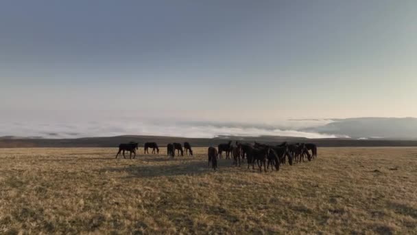 Wilde Zwarte Bruine Paarden Grazen Een Kudde Een Bergveld Eten — Stockvideo