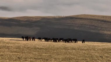 Bir yaz günü tarladaki atların panoramik görüntüsü, evcil hayvan konsepti..