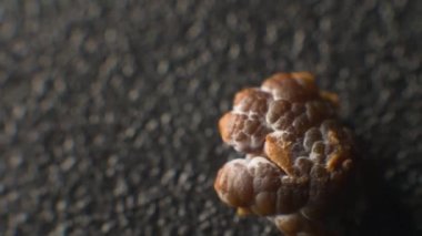 Close-up of a kidney stone. Neoplasm urolithiasis of the kidneys. nephrolithiasis - Closeup shot of a kidney stone renal calculus or nephrolith on a black porous background