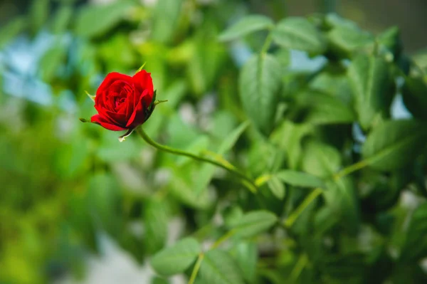 Miniature roses are true roses that have been selectively bred to stay small in size. Most miniatures also have smaller flowers than standard rose bushes, but they come in the same variety of types.
