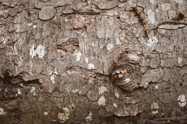 Close Imprint Bark Beetle Piece Bark Tree Eaten Bark Beetle — Stock Photo, Image
