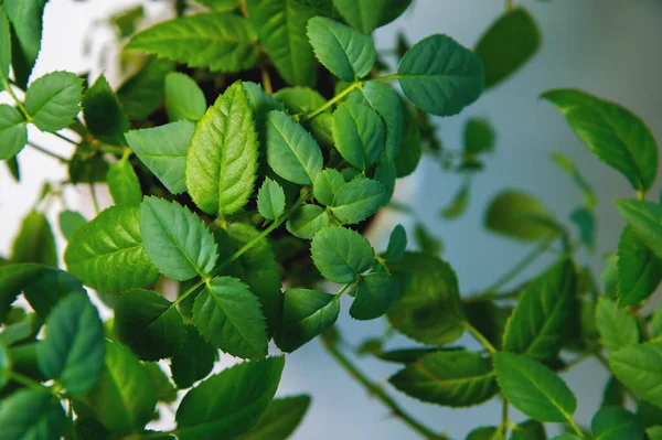 Φύλλα Καλλωπιστικά Φυτά Κοντά Πράσινο Φυτό Λευκό Φόντο Φύλλα Θάμνου — Φωτογραφία Αρχείου