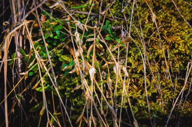 Genç yeşil çimenler. Bahar otları ve eski kuru otlar, doğal bir arka planda yabani otlar..