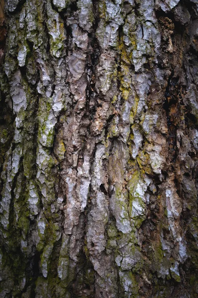 Close Bark Old Tree Lines Cracks Growing Moss Natural Background — Stock Photo, Image