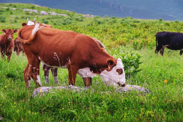 牛は草を食べる 白茶色の牛は美しい晴れた春の日に牧草地の牧草地で緑のジューシーな草を食べる — ストック写真