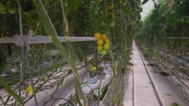 Tomates Cereja Amarelos Não Maduros Pendurados Ramos Verdes Entre Fileiras — Vídeo de Stock